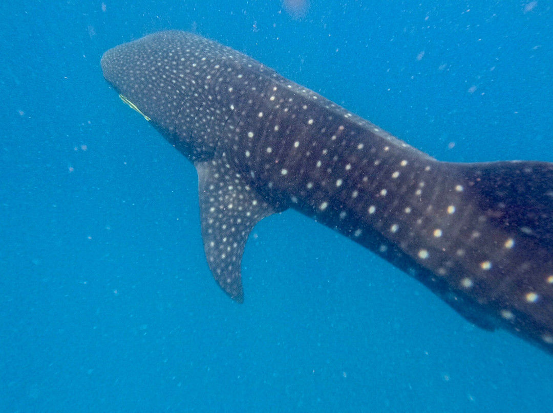 Mafia Island Dream Adventures-Kilindoni必去景点