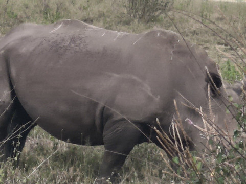 Kenya Tour Budget Safari-内罗毕必去景点