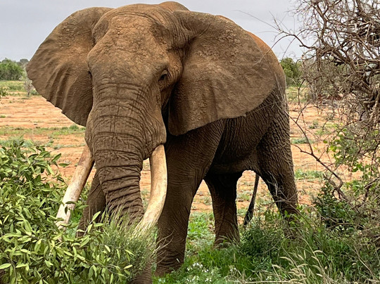 Safari Kenya Con Samuel-瓦塔木必去景点