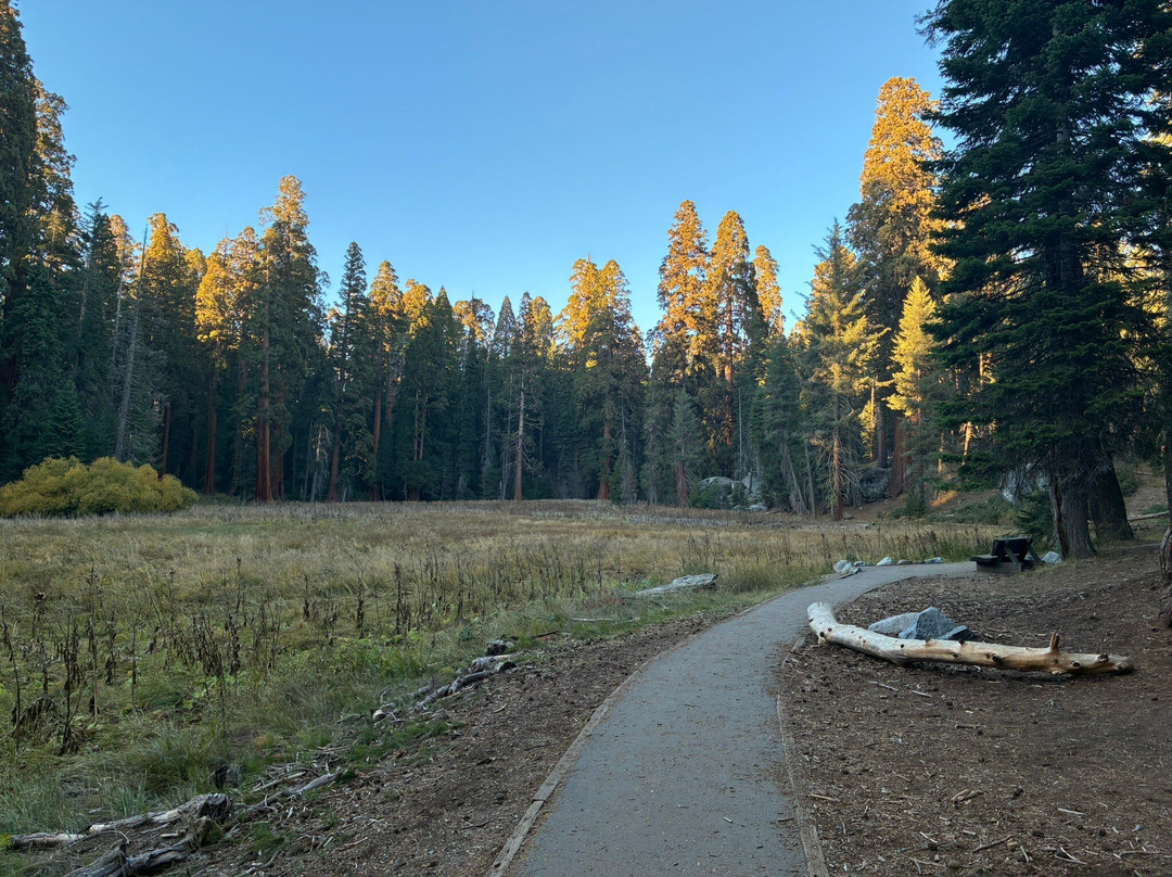 Big Trees Trail-红杉&国王峡谷国家公园必去景点
