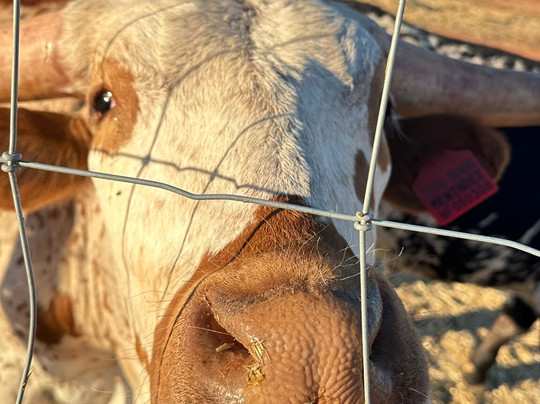 Silverton Outback Camels-Silverton必去景点