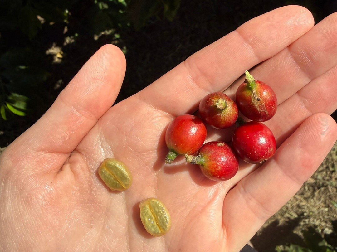 Café Monteverde Coffee Tour-圣埃伦娜必去景点