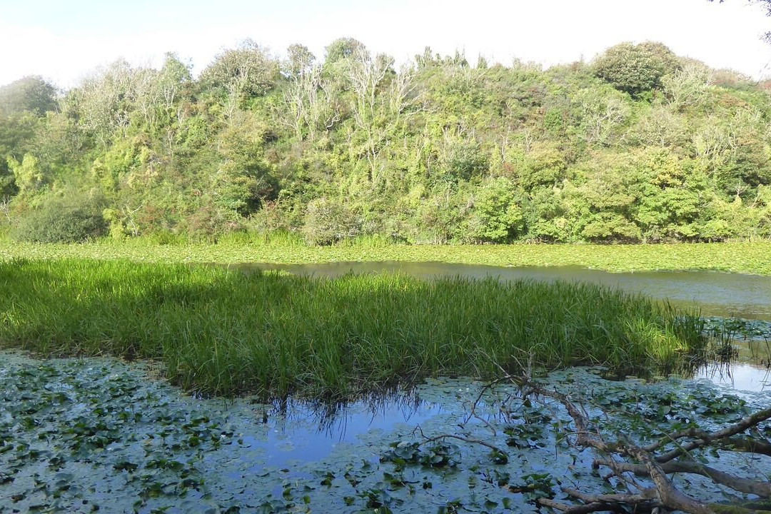 Lily Ponds-Bosherston必去景点