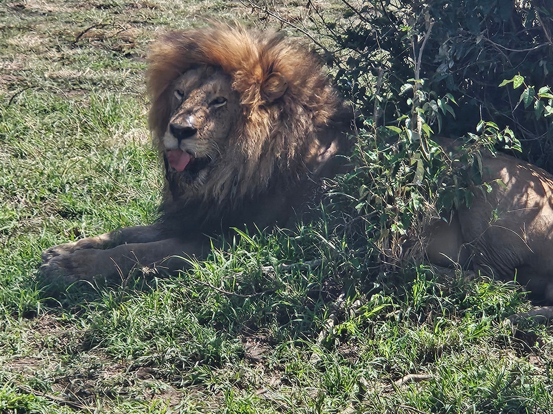 Kameraz of Afrika-内罗毕必去景点