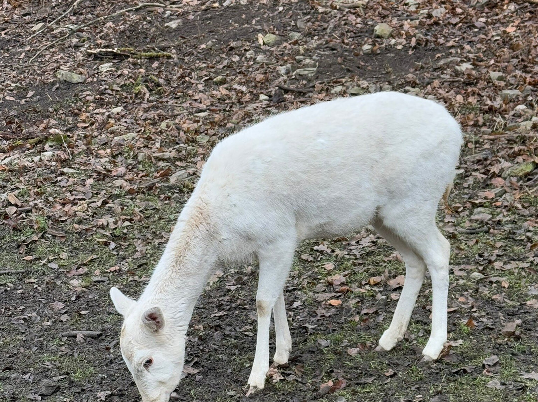 Szilvasvarad National Forest Rail-Szilvasvarad必去景点