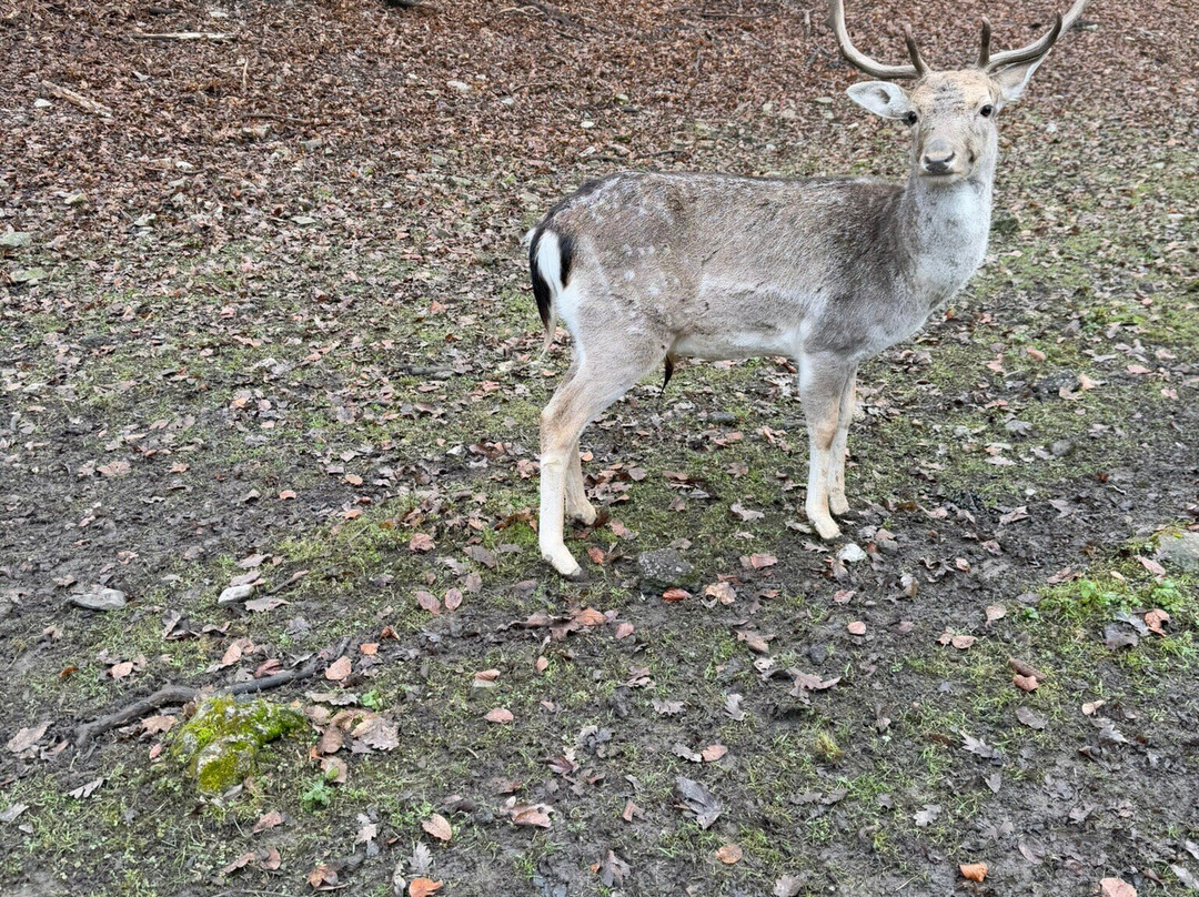 Szilvasvarad National Forest Rail-Szilvasvarad必去景点