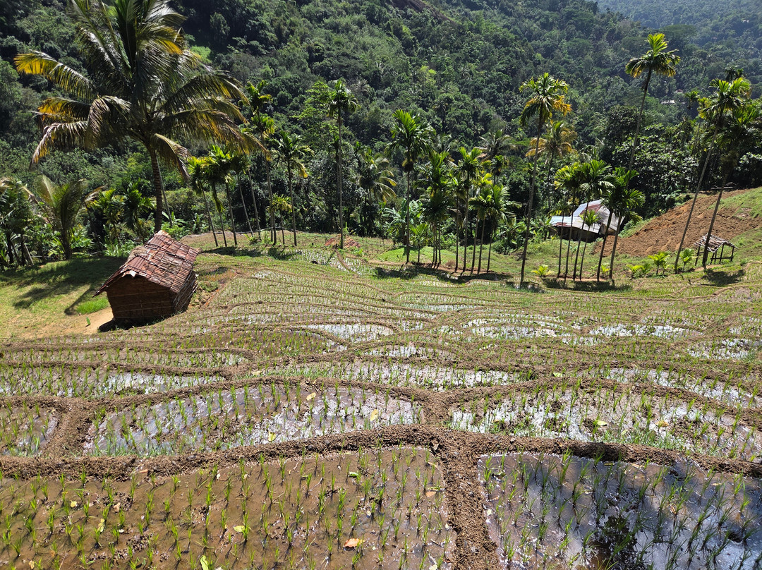 Knuckles Trail Blazers-Kandy District必去景点