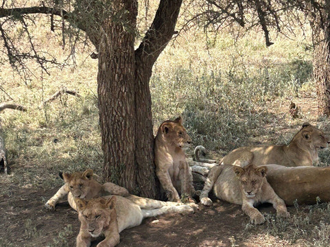 Tanzania Wildcats Safaris-阿鲁沙必去景点