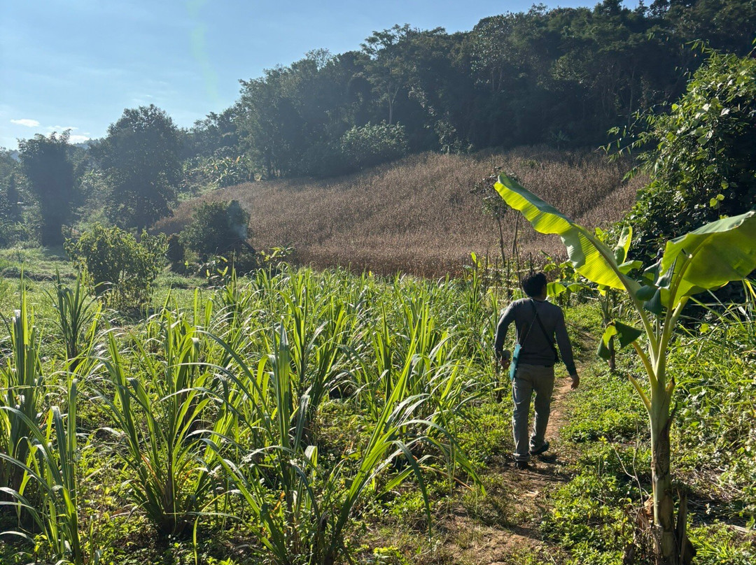 Elephant Sanctuary Care Park-清迈必去景点