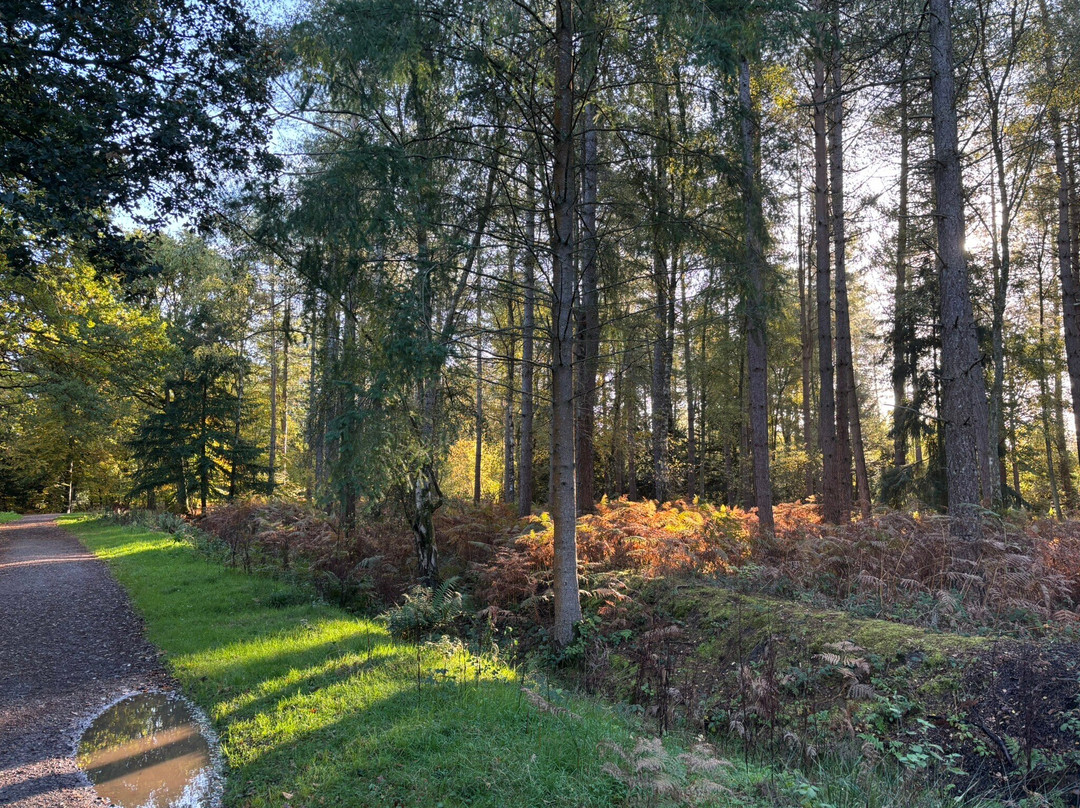 Alice Holt Forest-法纳姆必去景点