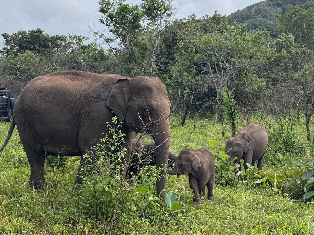 Hiriwadunna Village & Jeep Safari No 4-Hiriwadunna必去景点