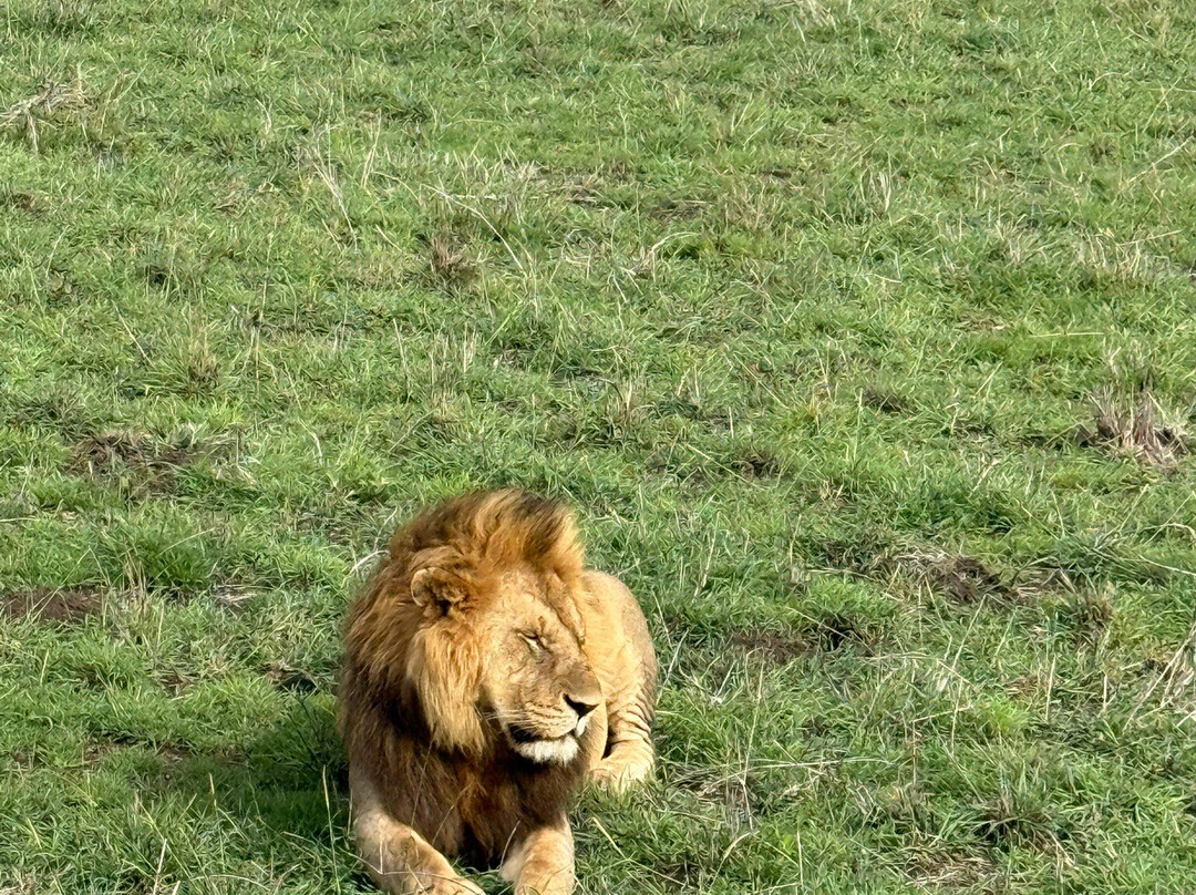 African Scenic Safaris-莫西必去景点