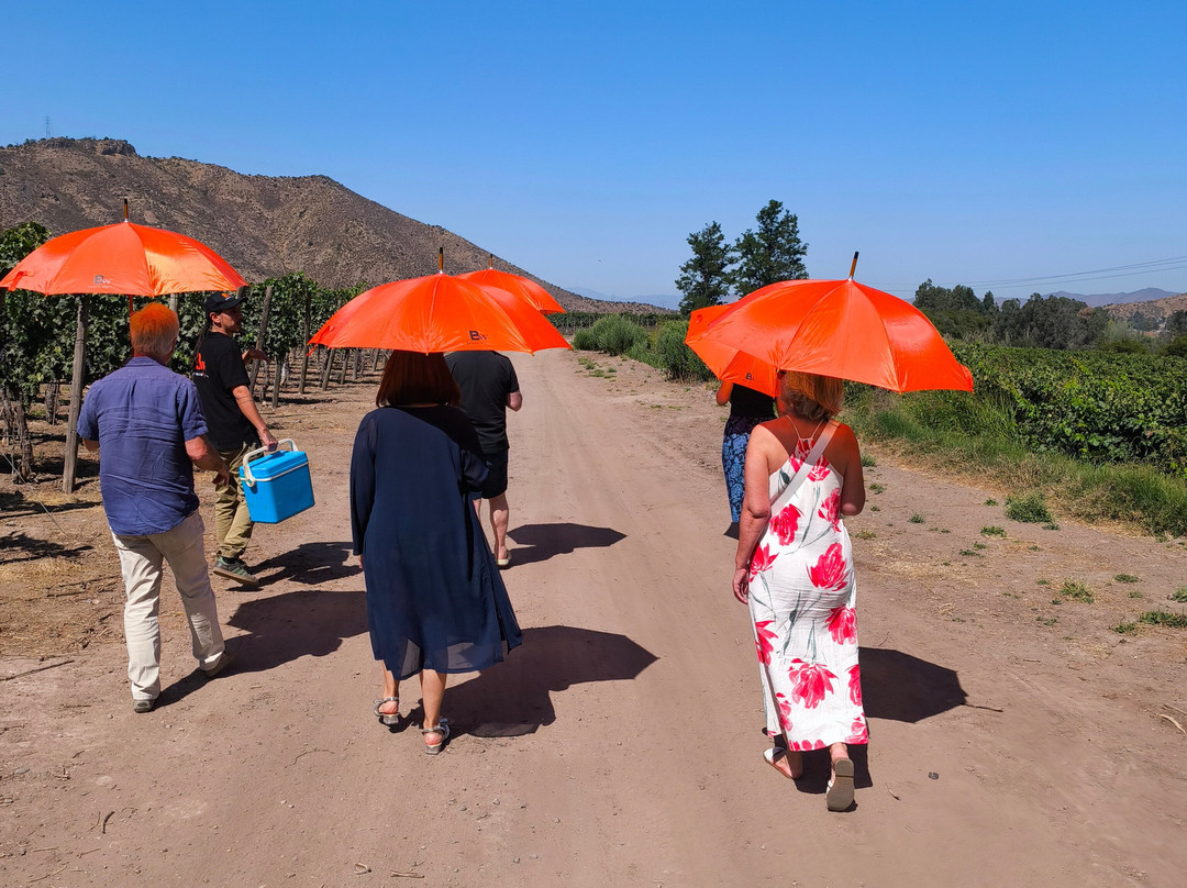 Besoain Wines-Pirque必去景点