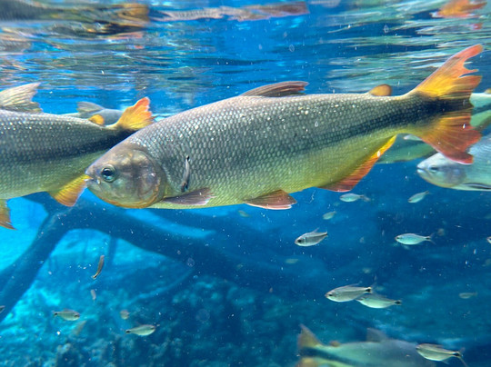 Rio da Prata-南马托格罗索州必去景点