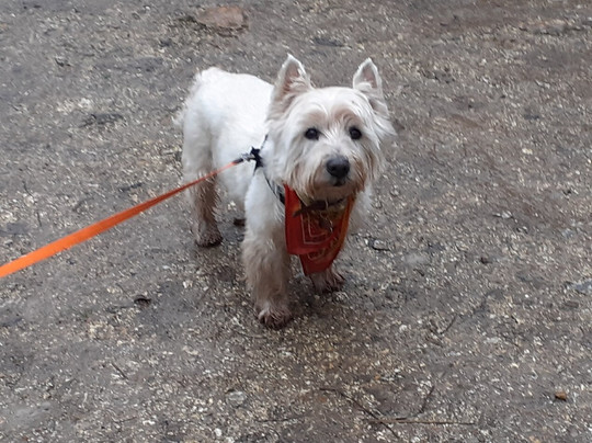 Weald & Downland Living Museum-Singleton必去景点