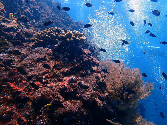 Wetzone Divers-拉克山必去景点