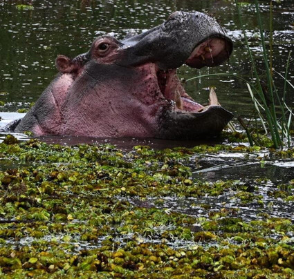 Falls Hippo Point Hotel