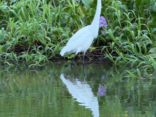 Sierpe Outfitters-Sierpe必去景点