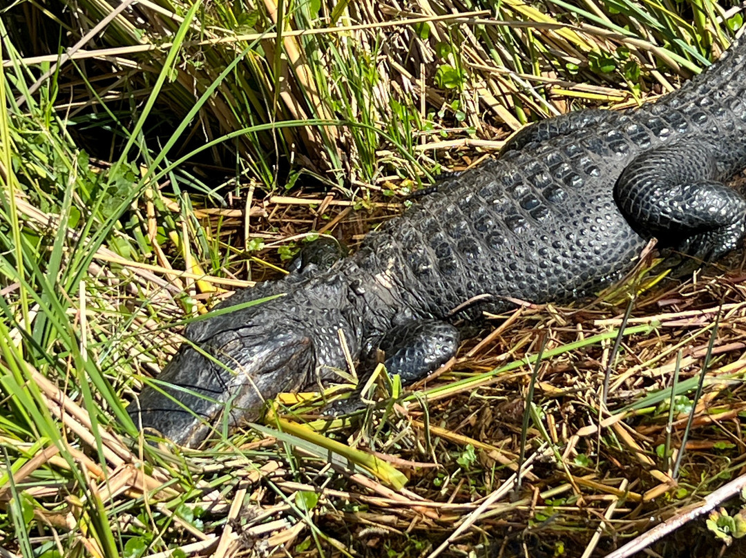 Everglades Swamp Tours-Everglades Wildlife Management Area必去景点
