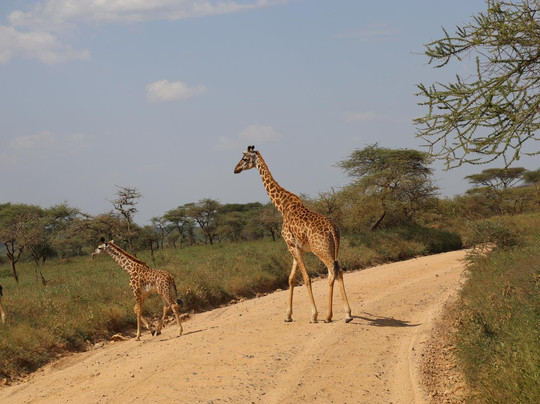 Safari Avventura-阿鲁沙必去景点