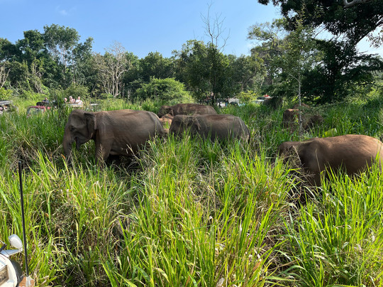 Safari Booking Sri Lanka-Hingurakgoda必去景点