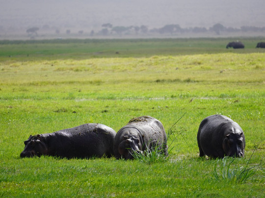Watamu Diego Safari Day Tours-瓦塔木必去景点