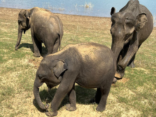 Riu Lanka Tours and Travels (PVT) Ltd-亚洪加拉必去景点