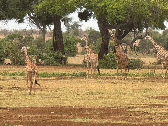 Richy Safaris Kenya-瓦塔木必去景点