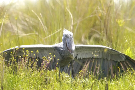 Mabamba Shoebill-恩德培必去景点