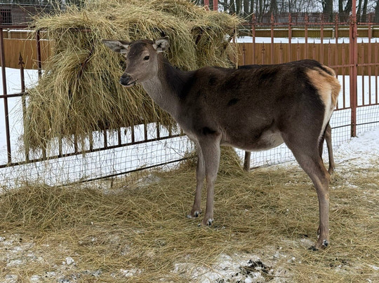 Dukorskiy Mayontak-Dukora必去景点