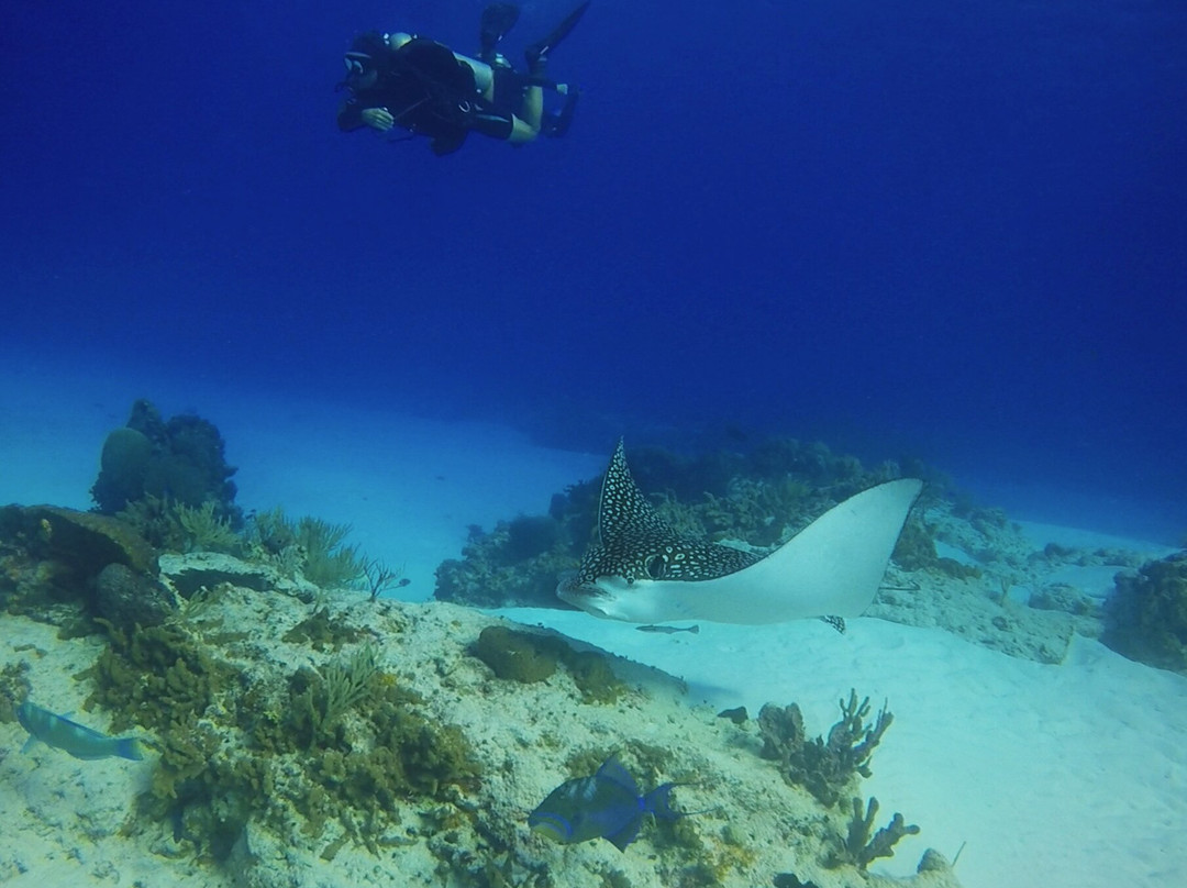 Blue H2o Cozumel Ocean Tours-考祖梅必去景点