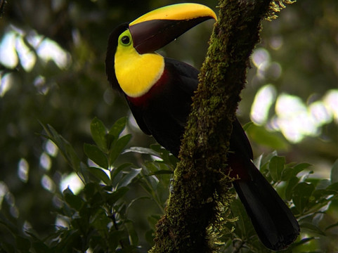 Jungle Life Costa Rica-Bijagua de Upala必去景点
