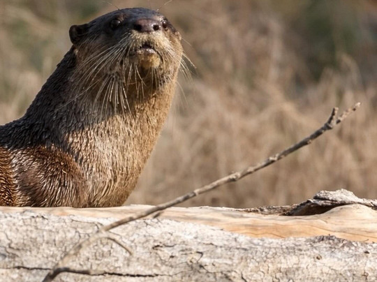 Bhadra Wildlife Sanctuary-契克马加卢必去景点