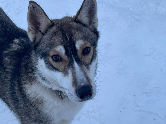 Arctic Circle Husky Park-罗瓦涅米必去景点