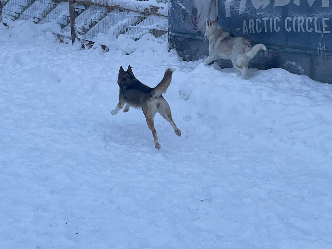 Arctic Circle Husky Park-罗瓦涅米必去景点