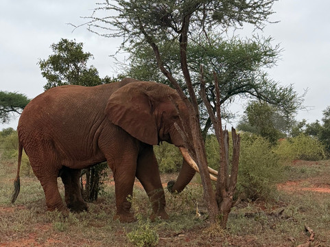 Eddison Safari Kenya-瓦塔木必去景点