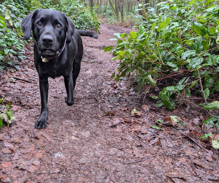 Leith Hill-多肯必去景点