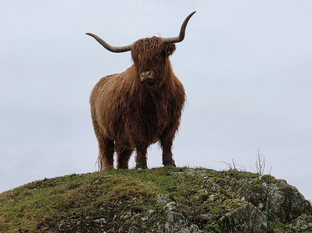 Kitchen Coos & Ewes-New Luce必去景点