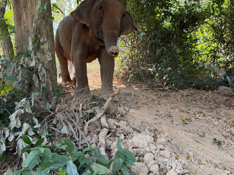 Elephant Village Sanctuary & Resort-琅勃拉邦必去景点