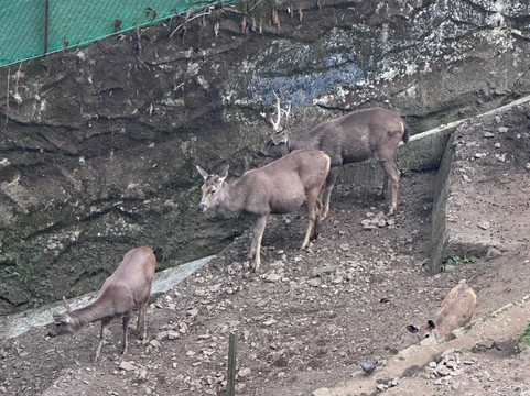 Padmaja Naidu Himalayan Zoological Park-大吉岭必去景点