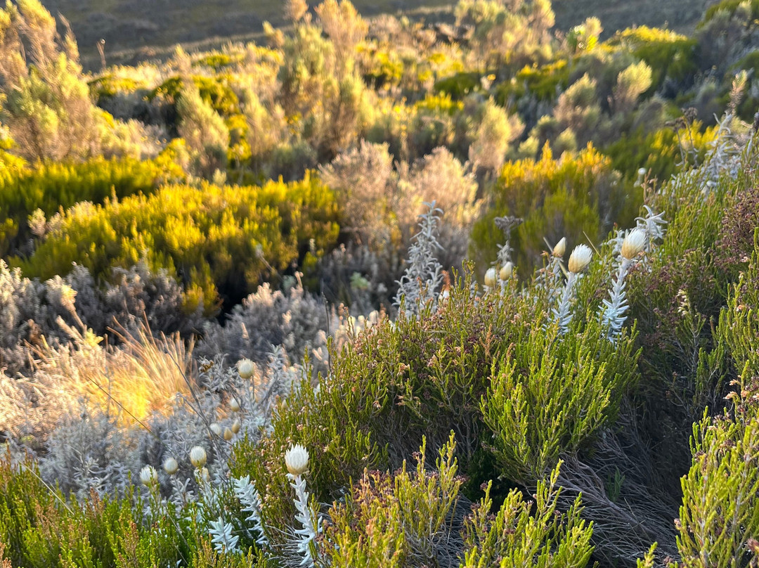 Mount Elgon Trekkers-Kapchorwa必去景点