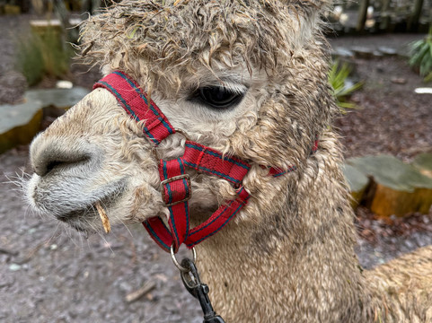 Nanny Sharon's Alpaca Farm C.I.C-Prenton必去景点