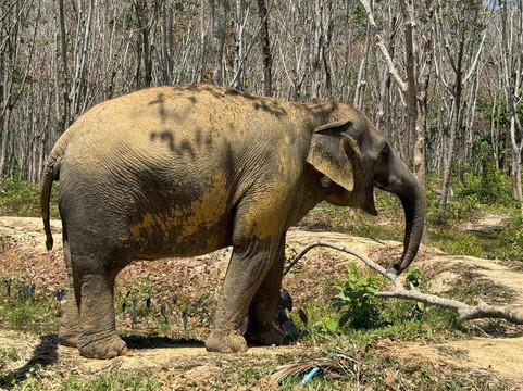 Lanta Island Elephant Lover