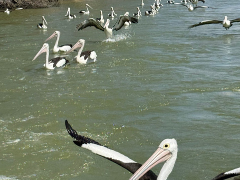 Proud Mary - Murray River Day Cruises-Murray Bridge必去景点