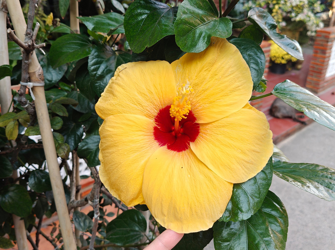 Versailles Mud Bath, Spa & Beach Club-Cua Lap必去景点