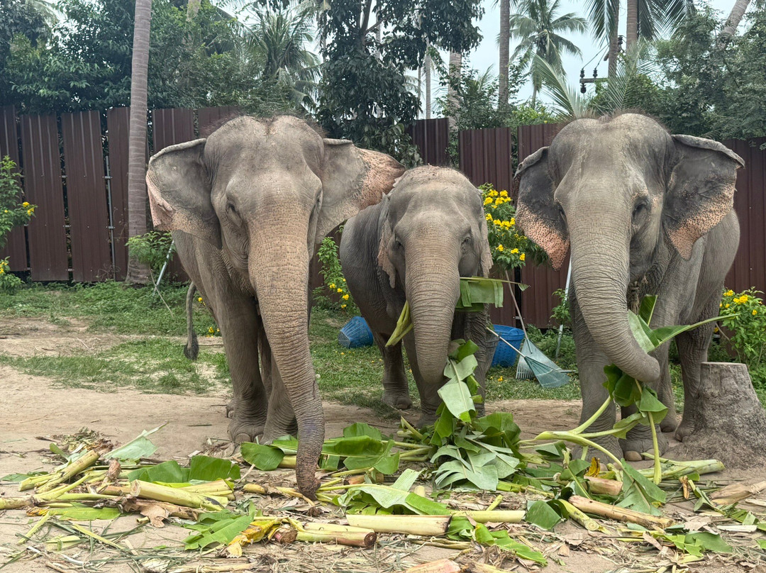 Samui Elephant Sanctuary-波普特必去景点