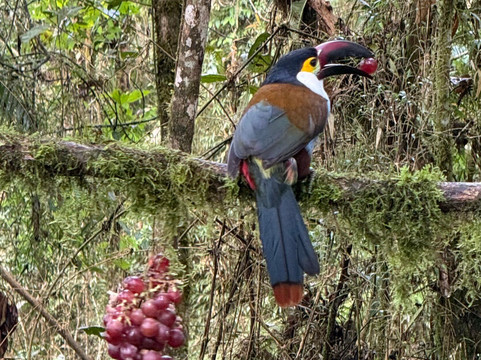 Jaguarundi Travel-波哥大必去景点