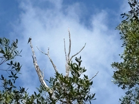 Jose's Crocodile River Tour-Tarcoles必去景点