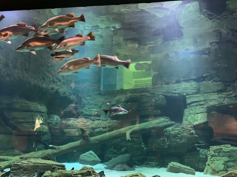 Cairns Aquarium-凯恩斯必去景点