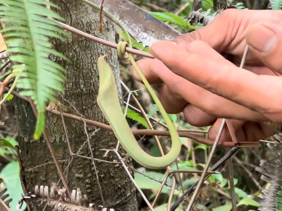 Panbil Nature Reserve-巴淡岛必去景点